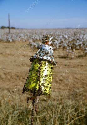 Boll weevil trap - Stock Image - E776/0172 - Science Photo Library