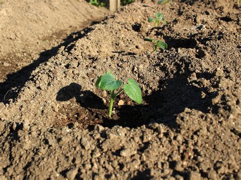 How to Plant Okra Seeds » Top Tips & Facts