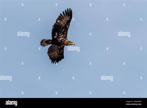 Juvenile Bald Eagle Stock Photo - Alamy