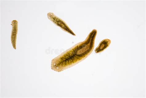 Planarian Parasite Flatworm Under Microscope. Stock Image - Image of ...