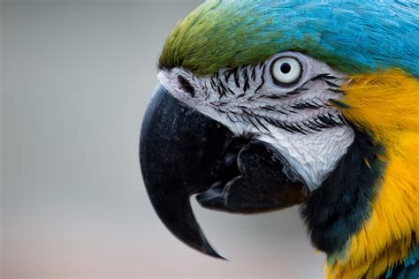 Parrot Free Stock Photo - Public Domain Pictures