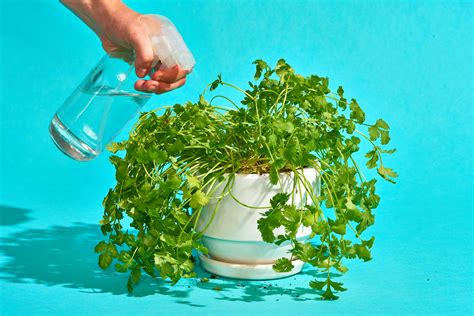 How To Take Care Of Cilantro - Behalfessay9