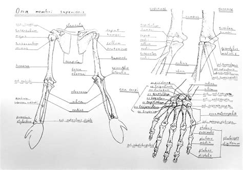 Anatomy Atlas Part 3 – Upper Limb Skeleton