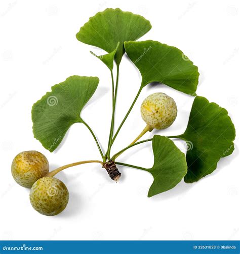 Ginkgo Biloba Fruit Royalty Free Stock Photos - Image: 32631828