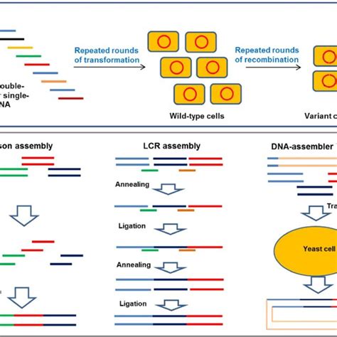 (PDF) Directed evolution combined with synthetic biology strategies expedite semi-rational ...