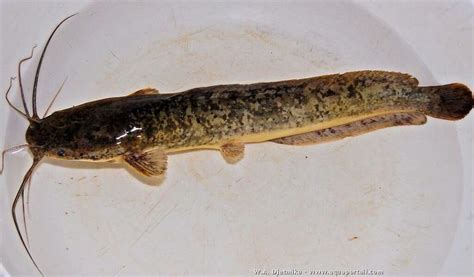 Clarias gariepinus - Alchetron, The Free Social Encyclopedia