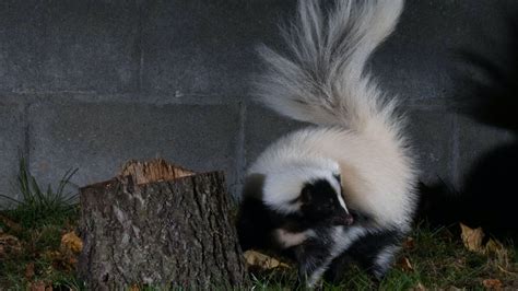 Skunk Fact Sheet | Blog | Nature | PBS