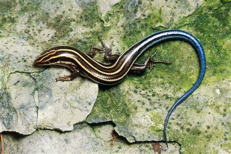 13 Skinks in Florida (With Pictures) - Wildlife Informer