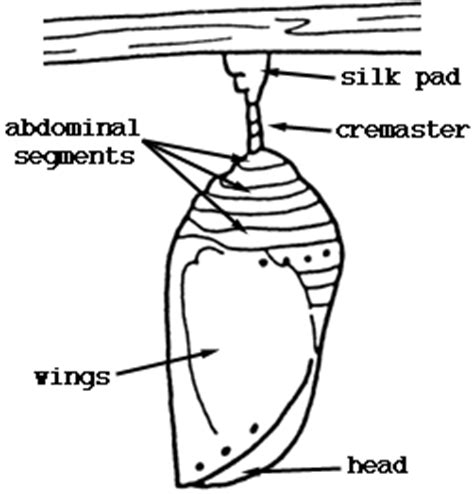 Monarch Watch : Biology : Anatomy