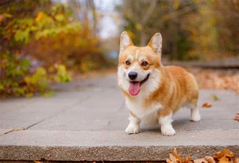 Chiens de taille moyenne populaires pour votre famille - Romantikes