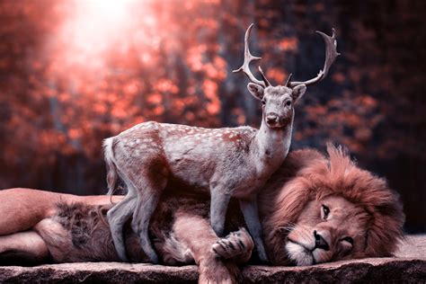 2560x1080 Lion Deer Wallpaper,2560x1080 Resolution HD 4k Wallpapers,Images,Backgrounds,Photos ...