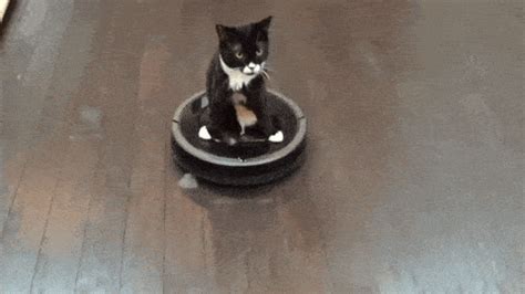 All The Best Cat Roomba GIFs - Home Rider Systems