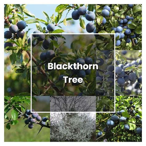 How to Grow Blackthorn Tree - Plant Care & Tips | NorwichGardener