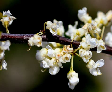 Cercis canadensis var. canadensis (USA) – eFlora of India