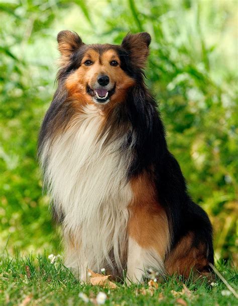 The Most Intelligent Dog Breeds, According to Experts | Dog breeds, Calm dog breeds, Family dogs ...