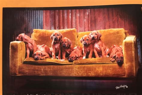Lane - Rhodesian Ridgeback Puppies for Sale in Fort Worth, TX | AKC Marketplace