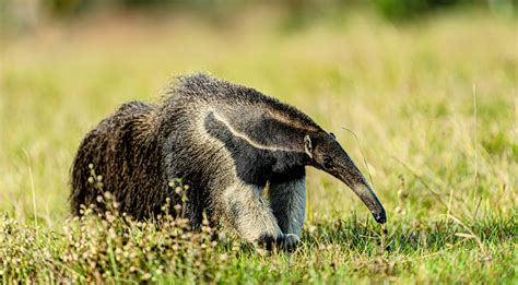 Forest patches help keep giant anteaters warm - Earth.com