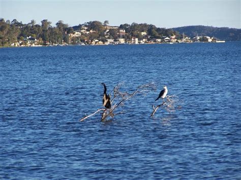 Free picture: birds, lake