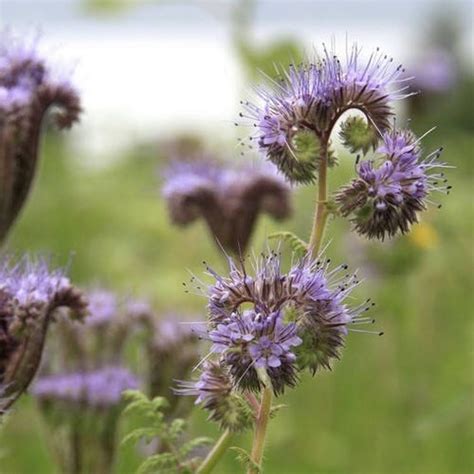 Lacy Phacelia Flower Seeds phacelia Tanacetifolia 200seeds - Etsy