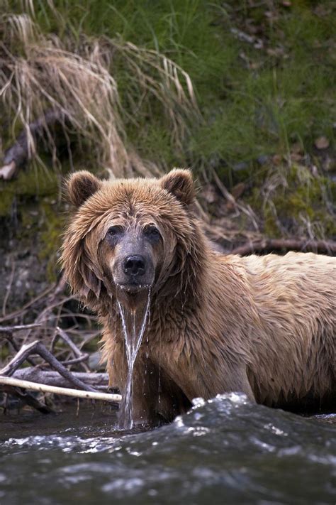 Brown Bear in Kenai National Wildlife Refuge Alaska National Parks, American National Parks ...