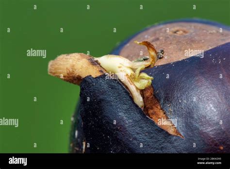 Buckeye tree hi-res stock photography and images - Alamy