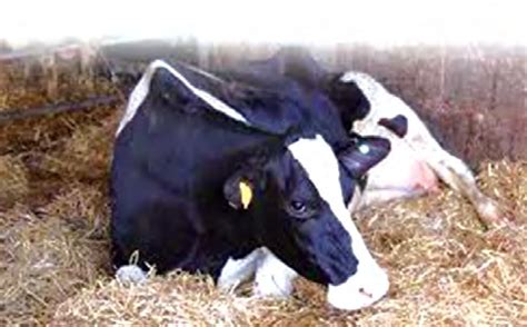 Dietary Management of Prepartum Cow for Prevention of Milk Fever: A ...