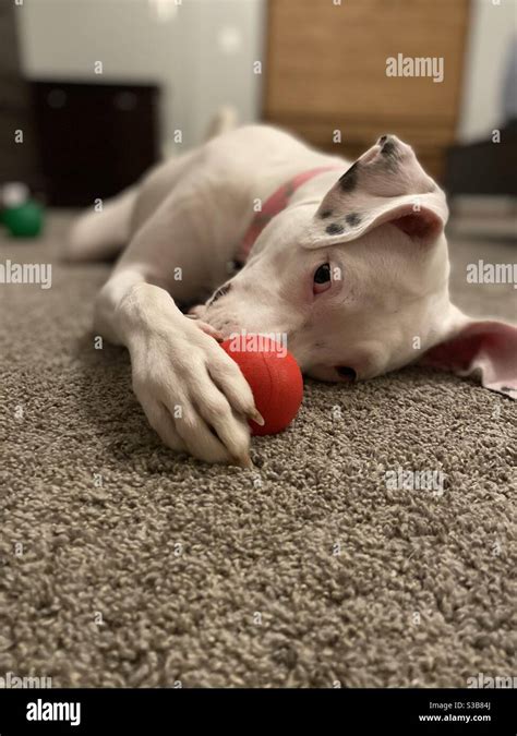 Dog playing with ball Stock Photo - Alamy