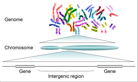 Genome - Definition and Examples - Biology Online Dictionary