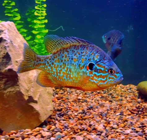 34 Colorful & Beautiful Freshwater Aquarium Fish | Aquanswers