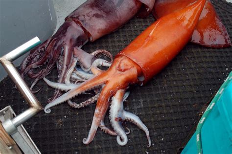 The Fierce Humboldt Squid - KQED QUEST | Flickr