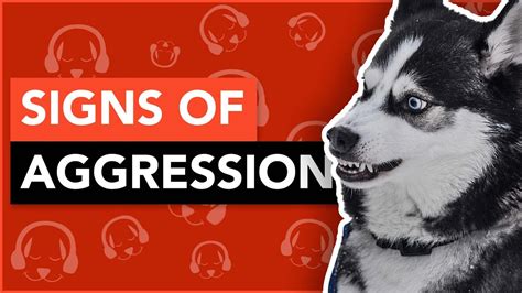 What Are Signs Of Aggression In Dogs