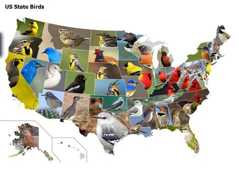 US State Birds Map ...via http://ianand2.github.io/US-State-Birds-Map/ | State birds, Backyard ...