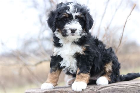 F1 Mini bernedoodle, Tri color , Bi Color | Mini bernedoodle ...