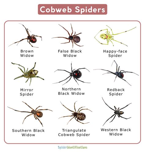 Cobweb Spiders (Theridiidae), Facts, Identifications & Pictures