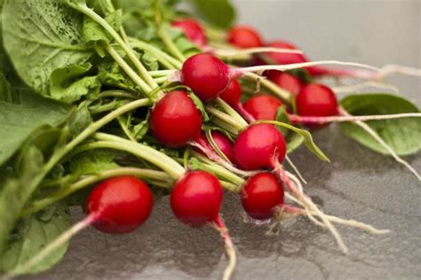 Growing Hydroponic Radish, Process, Requirements | Gardening Tips