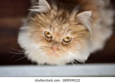 Persian Ginger Cat Looking Stock Photo 1809590122 | Shutterstock