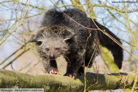 Binturong Facts, Pictures & In-Depth Information For Kids & Students