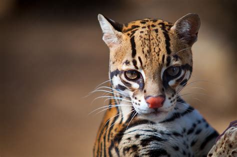 Belize Big Cats List - Five Beautiful Species