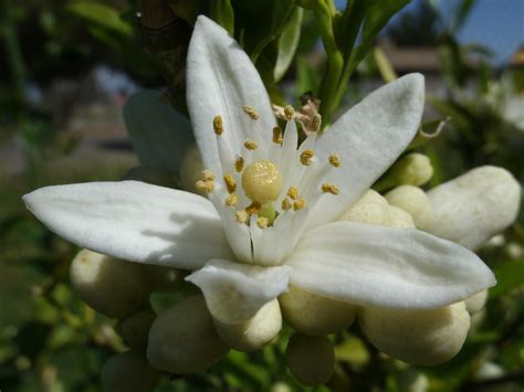 File:Orange Blossom.JPG - Wikimedia Commons