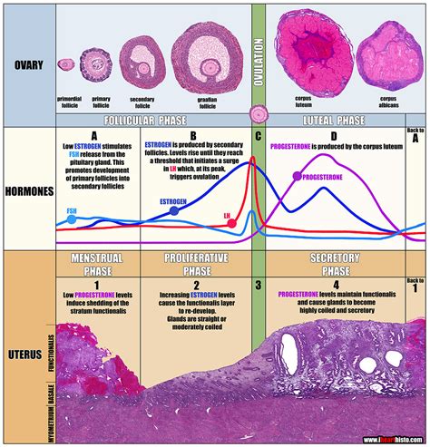 Uterine Cycle Histology