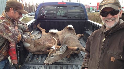 Chasse au cerf de Virginie : moins de plaintes dans la Baie-des ...