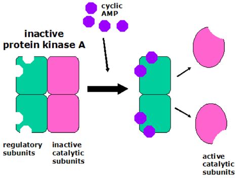 Tyrosine Kinase Structure