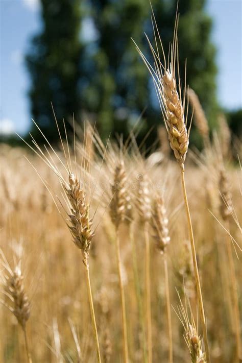 Wheat in field close up stock image. Image of gluten, stems - 9115703