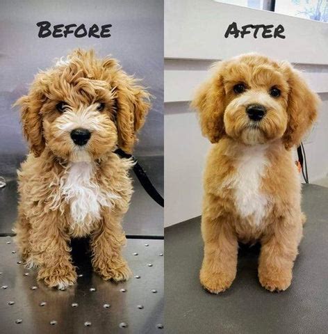 The Ultimate Guide to Cockapoo Haircuts | Pride and Groom