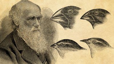 Charles Darwin | Biography, Education, Books, Theory of Evolution ...