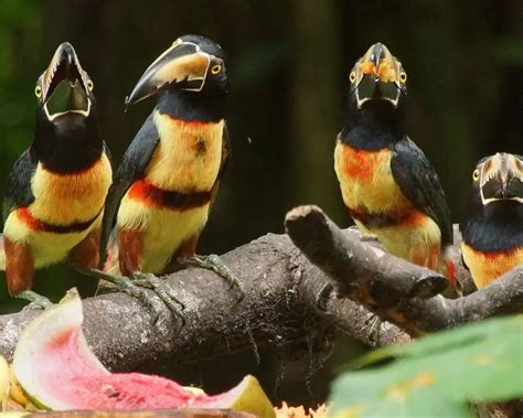 Collared aracari - Facts, Diet, Habitat & Pictures on Animalia.bio