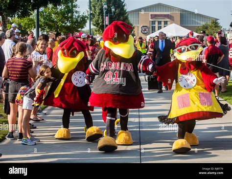 Usc cocky mascot hi-res stock photography and images - Alamy