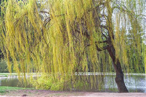 How to Grow and Care for White Willow