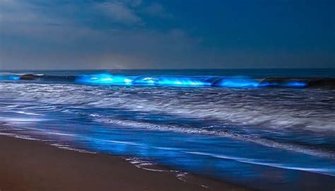 Bioluminescent plankton attracts people as beaches in California light ...