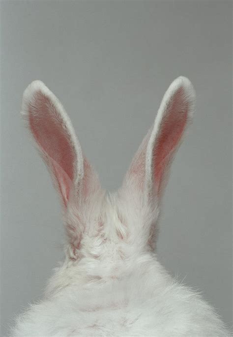 White Rabbit With Ears Up, Rear View by Daniel Day